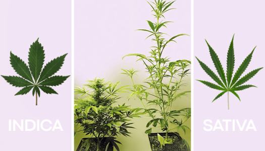 Листья конопли