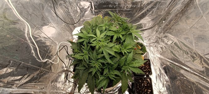 IMG_20241125_165942.jpg IMG_20241125_165942.jpg