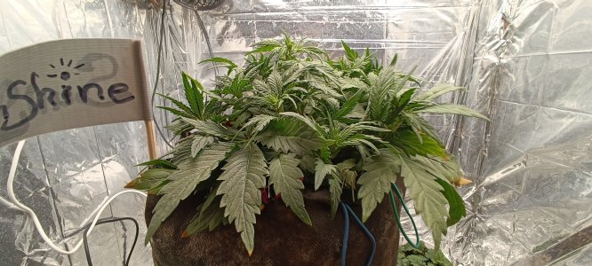 IMG_20241125_170042.jpg IMG_20241125_170042.jpg