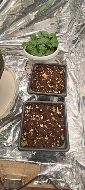 IMG_20241127_171516.jpg IMG_20241127_171516.jpg