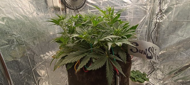 IMG_20241129_113235.jpg IMG_20241129_113235.jpg