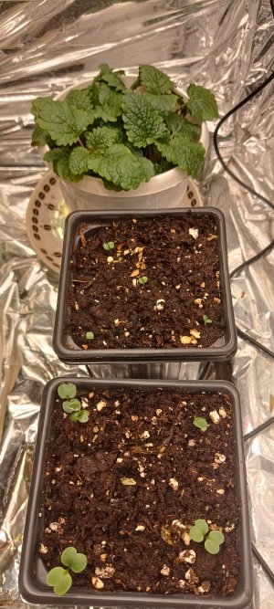 IMG_20241129_113327.jpg IMG_20241129_113327.jpg