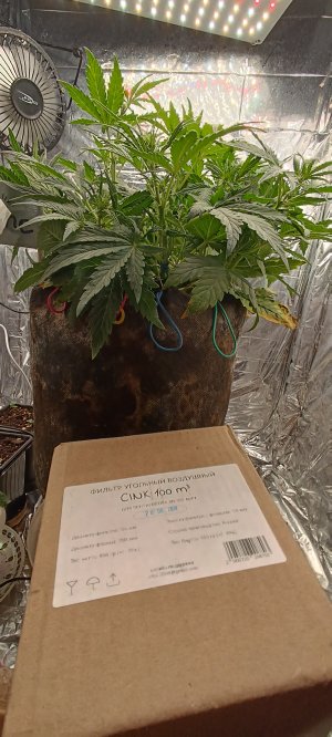 IMG_20241130_112840.jpg IMG_20241130_112840.jpg