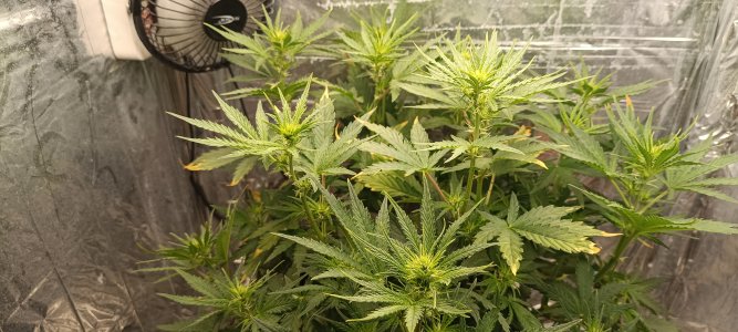 IMG_20241203_094034.jpg IMG_20241203_094034.jpg