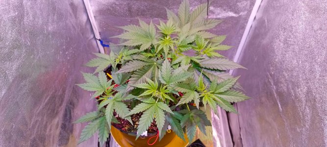 Изображение WhatsApp 2025-01-14 в 19.37.14_15ef36a3.jpg