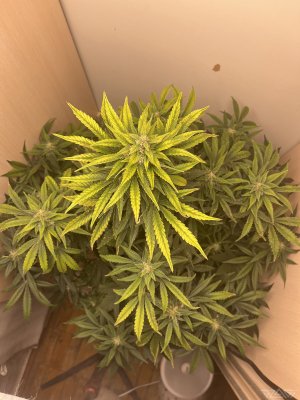 E92B1D27-739F-4E19-91B2-D55A71B64E03.jpeg.43a7f9337817cc9775aa6e261543f227.jpeg E92B1D27-739F-4E19-91B2-D55A71B64E03.jpeg.43a7f9337817cc9775aa6e261543f227.jpeg