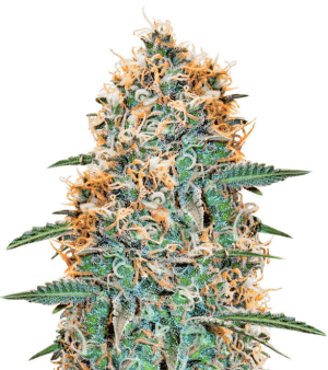 1737654722748.png 1737654722748.png