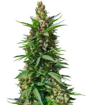 1737654743481.png 1737654743481.png