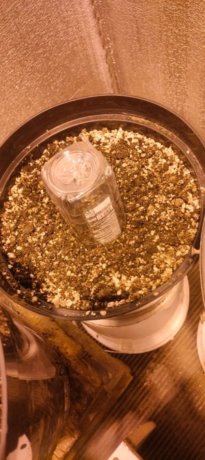 Изображение WhatsApp 2025-01-24 в 21.38.39_60bb9171.jpg