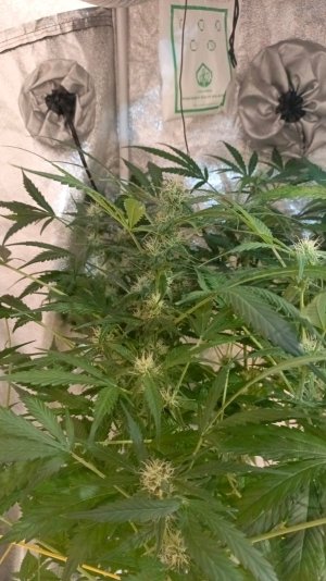 Изображение WhatsApp 2025-02-03 в 14.09.32_7c9240d5.jpg