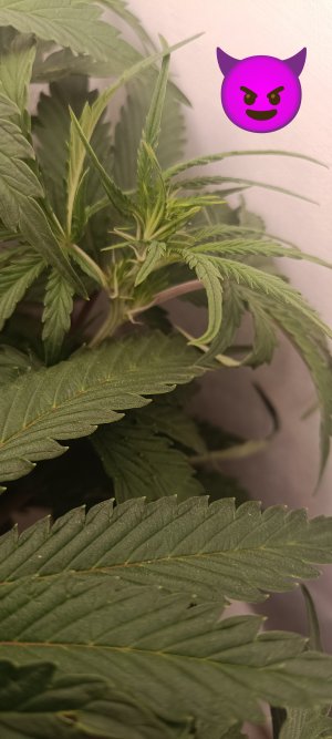 IMG_20250228_213030 (1).jpg