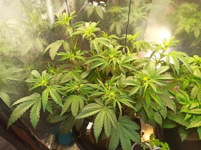 IMG_20250503_225717.jpg IMG_20250503_225717.jpg