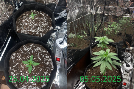 10 дней разницы.png