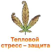 Zashchita konopli ot teplovogo stressa.png