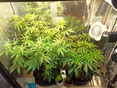 IMG_20250510_212112.jpg IMG_20250510_212112.jpg