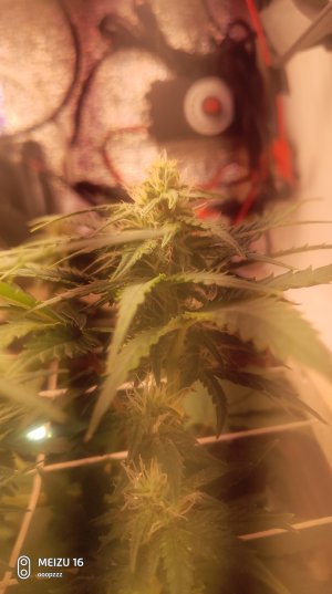 2025-05-11 140711.jpg