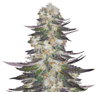 1747388277128.png 1747388277128.png