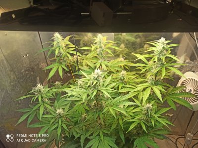 IMG_20250522_063416.jpg IMG_20250522_063416.jpg