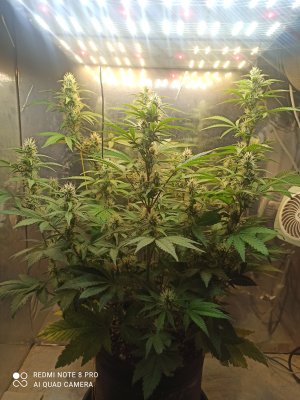 IMG_20250522_063434.jpg IMG_20250522_063434.jpg