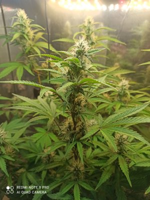 IMG_20250522_063446.jpg IMG_20250522_063446.jpg