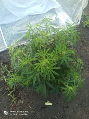 IMG_20250523_194905.jpg IMG_20250523_194905.jpg