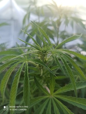 IMG_20250523_194949.jpg IMG_20250523_194949.jpg