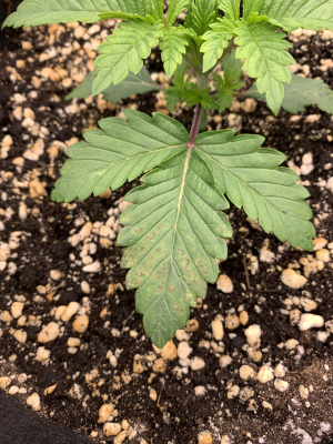 и это пятна.png