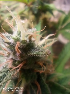 IMG_20250603_190838.jpg IMG_20250603_190838.jpg