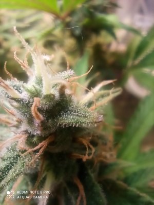 IMG_20250603_190842.jpg IMG_20250603_190842.jpg