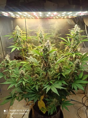 IMG_20250603_190905.jpg IMG_20250603_190905.jpg