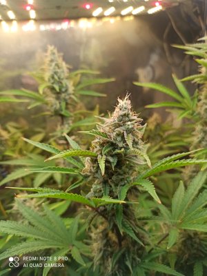 IMG_20250603_190920.jpg IMG_20250603_190920.jpg