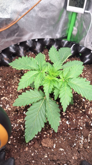 1749476912181.png 1749476912181.png