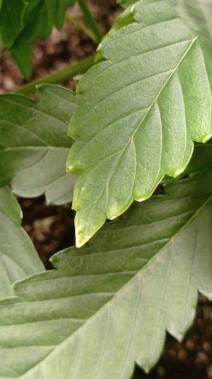 Деф калия.jpg