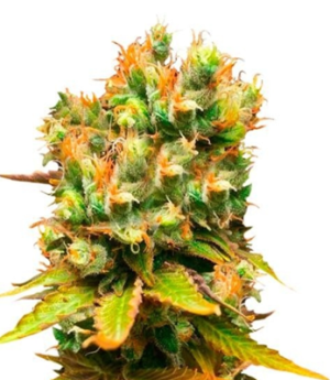 1752936032542.png 1752936032542.png