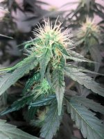 26.05.25 (2) — копия.jpg