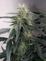 30.07.25 (5) — копия.jpg