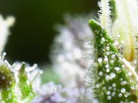 Photo_2025-09-02 17_35_08_740.JPG