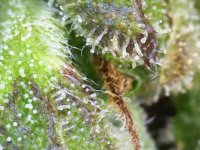 Photo_2025-09-02 17_40_17_858.JPG