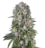 1757079664044.png 1757079664044.png