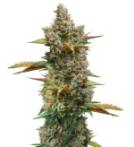 1757079677312.png 1757079677312.png