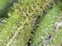 Photo_2025-09-10 19_28_35_168.JPG