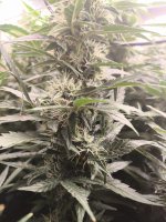 WhatsApp Image 2025-09-22 at 15.19.08.jpeg