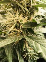 WhatsApp Image 2025-09-22 at 15.19.08 (1).jpeg