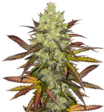 1758717343381.png 1758717343381.png