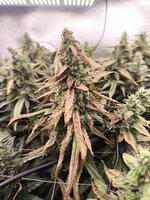 WhatsApp Image 2025-10-04 at 22.54.45.jpeg