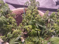 SBeUXAwum7h_S8kIDPS-Jqkr2mnDxqiki8Cp-26rNg85omcxZoodwLnY8U56hCPvvyietVJrMqLp7p5RGBoe0co9 (1).jpg