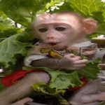 sticker (1)_resized_205x205.gif