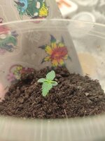 Подружка-хохотушка