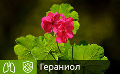 geraniol__cCaEuoOm4vYiYiES.jpg