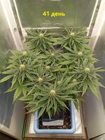 41 дн (4).jpg